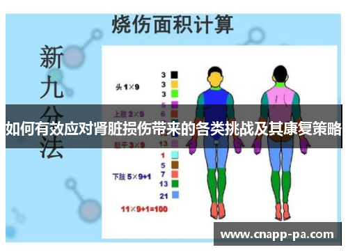 如何有效应对肾脏损伤带来的各类挑战及其康复策略